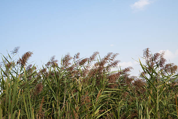 Southwest USA: Gamma Grass, Vibrant Blue Sky