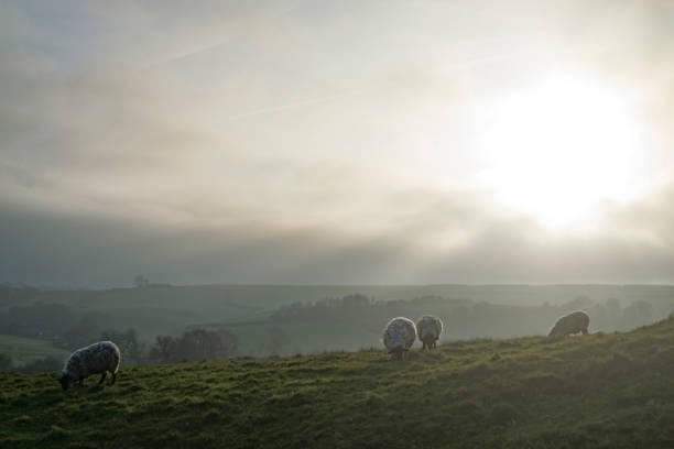 istock Sheep in English countryside 1131756860