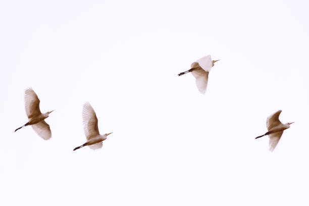 istock White herons flying. Blurred photo with birds in motion. 1131756973