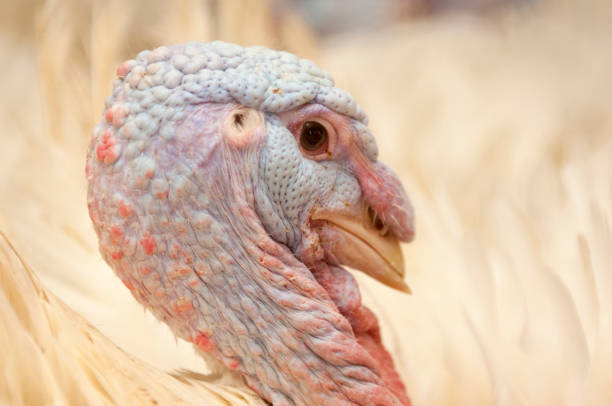 istock Little chicken feeding at the farm 1131758363
