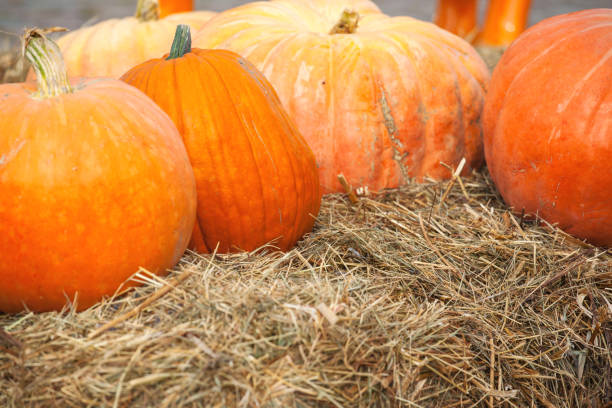 istock large ripe pumpkins on the hay 1131758532