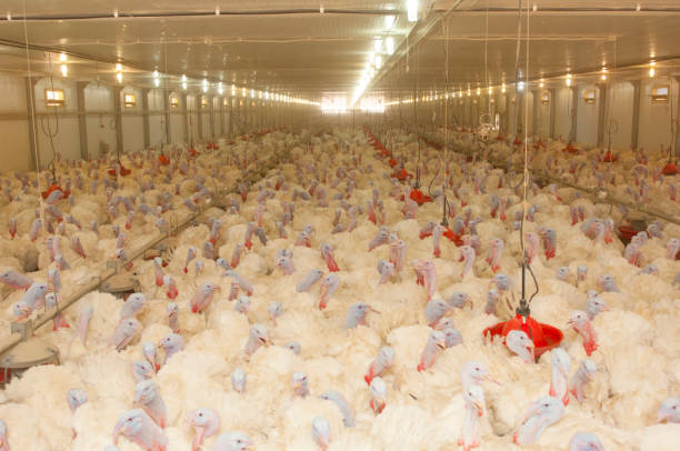 istock Little chicken feeding at the farm 1131758581