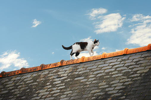 Domestic cat sitting on roof and watching for sky with the Moon