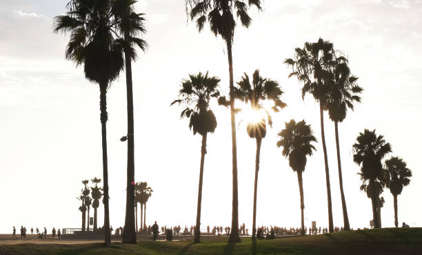 istock palms at venice beach backlit by a late afternoon sun 1131763020