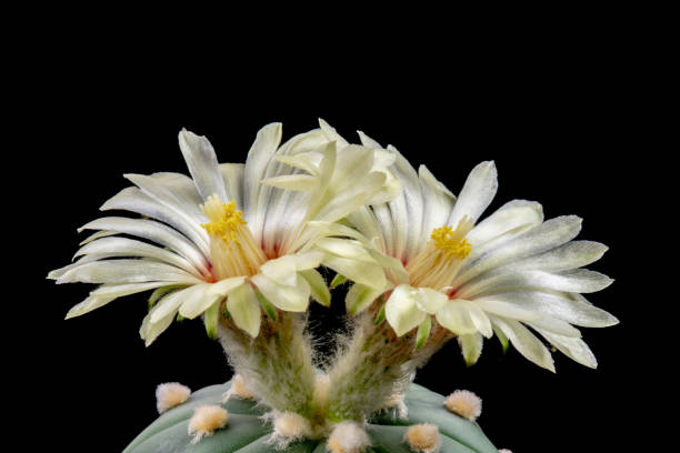 istock Beautiful Cactus Bloom Astrophytum 1131763715