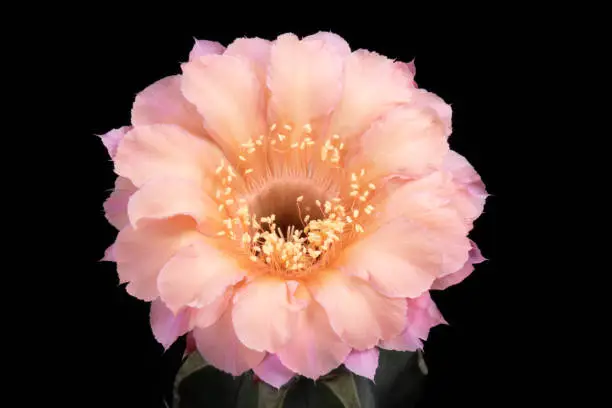 Blooming Cactus Flower Echinopsis Old-rose Color