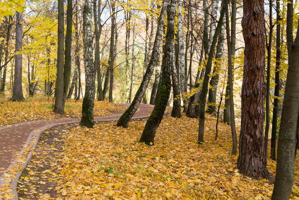 istock Sunrise in autumn forest. Walking path in the Park autumn day 1131764265