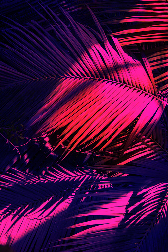 Bright tropical leaves of paradise, palm leaves in neon light