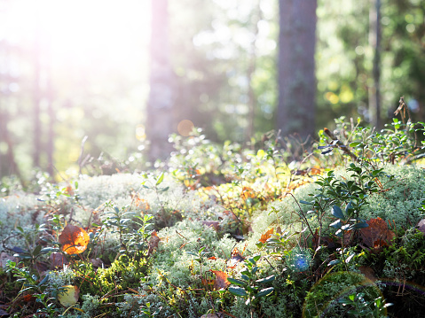 Autumn coniferous forest flooded with sunlight, sunny glare. Cowberry plants, moss, reindeer lichen, fallen leaves