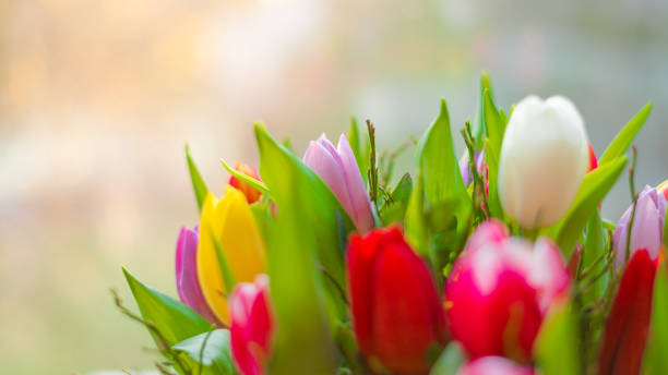 istock Spring bouquet of tulips 1131766199