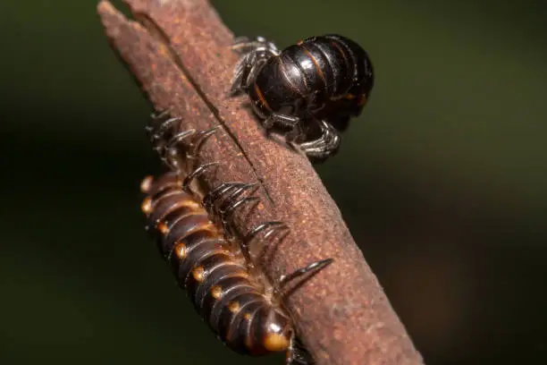Close up shot of a Shiny Black and red millipede found in Australia curled up on a stick. Diplopoda black millipede with red/orange highlight wrapped on stick