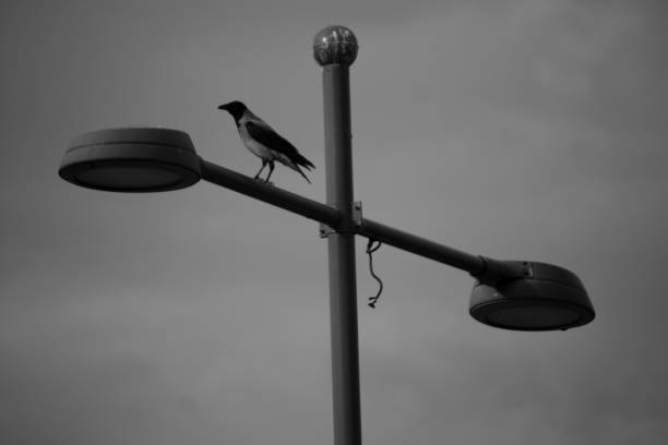 istock Crow on the street lamp 1131767741