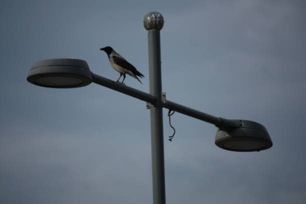 istock crow on the street lamp 1131767744