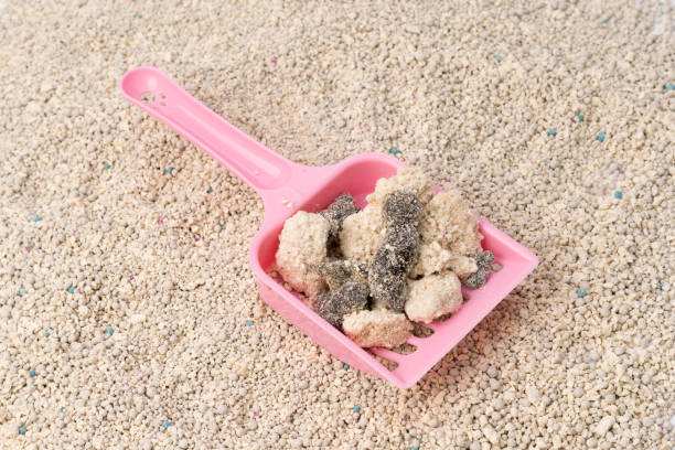 istock Cat poop with scoop on the sand 1131769195