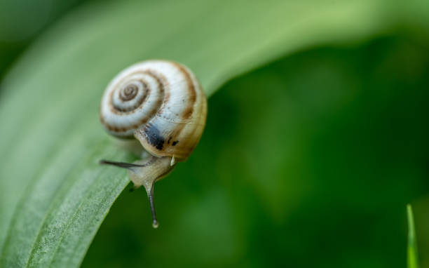 istock Garden Snail on Green Leaf 1131771143