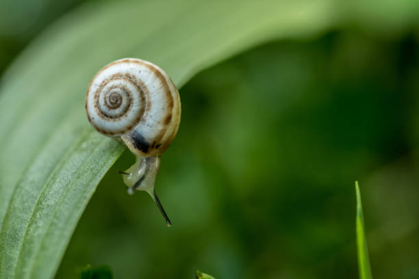 istock Garden Snail on Green Leaf 1131771145