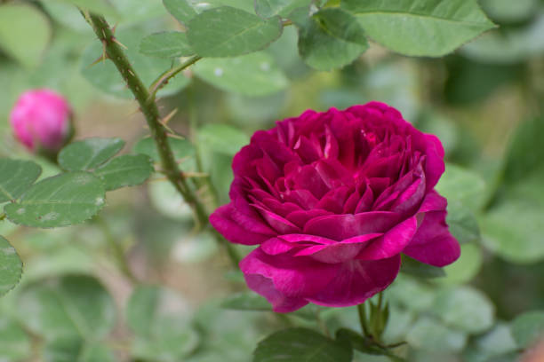 istock Rose Flower Close up 1131771254