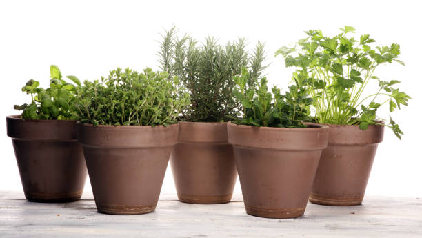 istock Homegrown and aromatic herbs in old clay pots 1131771744