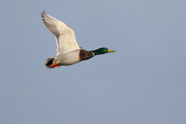 istock Male Mallard Duck 1131772626