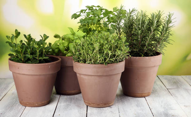 istock Homegrown and aromatic herbs in old clay pots 1131772944