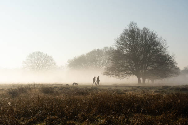 Dog walking in park on misty morning Dog walking in misty park with frosty fields and sunrise in winter, Royal Bushy Park, London Fog stock pictures, royalty-free photos & images
