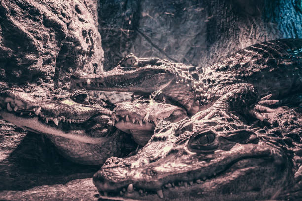 istock Group of crocodiles, dangerous predator animals reptiles, close up 1131773128