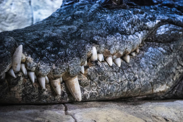 istock Alligator crocodile big tooth and muzzle, close up. Dangerous reptile 1131773145