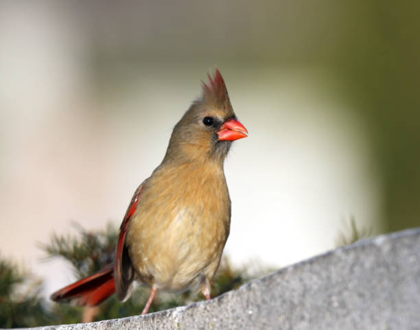 istock Female Northern Cardinal 1131774660