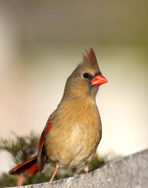 istock Female Northern Cardinal 1131774663
