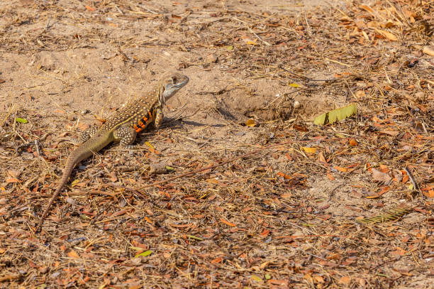 istock Ground lizards is looking for food in the daytime 1131774848