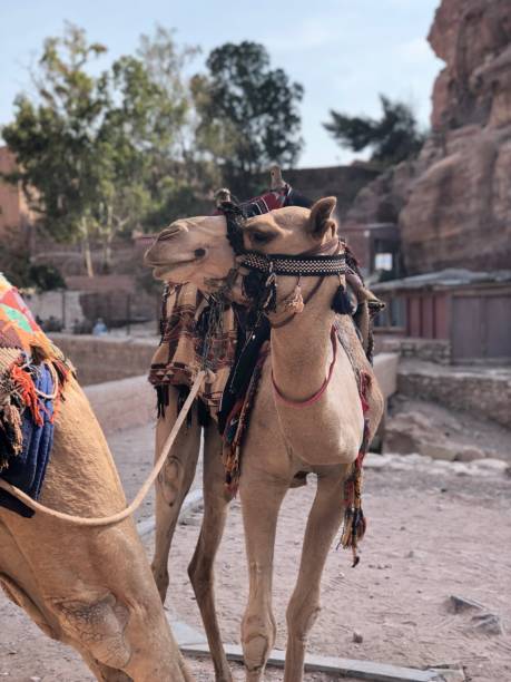 istock Travel in Jordan 1131775841
