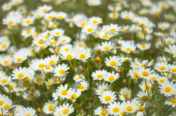 istock background of garland chrysanthemum 1131775916