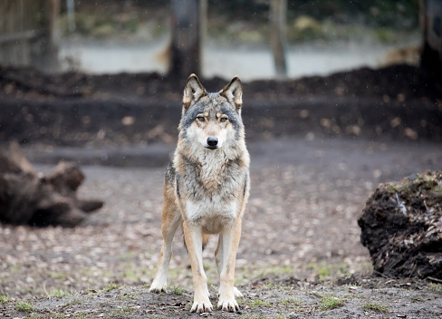 Wolf in ZOO