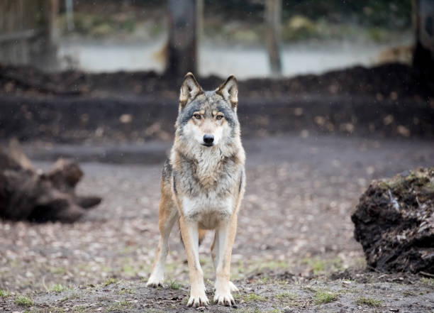 Wolf in ZOO Wolf in ZOO timber wolf stock pictures, royalty-free photos & images