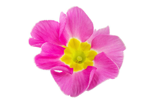 istock Beautiful flower isolated on white background. 1131778011