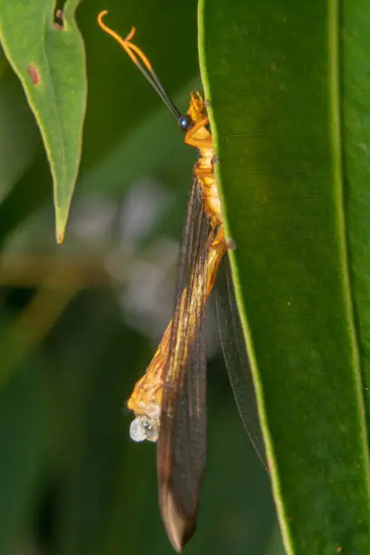 Full body shot of an orange crane fly tipula hanging on a green leaf/plant, Cranefly's half body hidden behind a leaf with big orange and black antennas view from the side