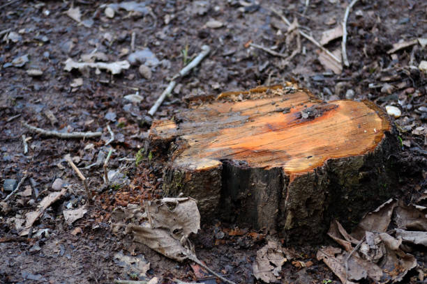 A fresh cut down stump of a plum tree