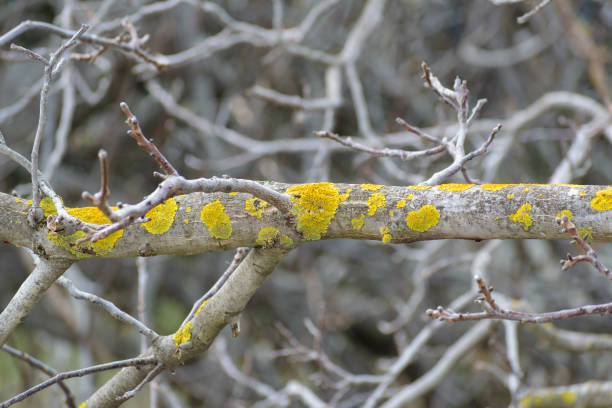 Xanthoria parietina (common orange lichen, yellow scale, maritime sunburst lichen,shore lichen) on walnut branch