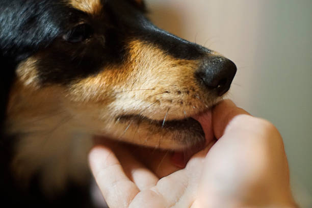 istock Dog licking a finger 1131779704