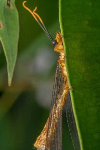 close shot of an orange crane fly tipula hanging on a green leaf/plant, Cranefly's half body hidden behind a leaf with big orange and black antennas view from the side