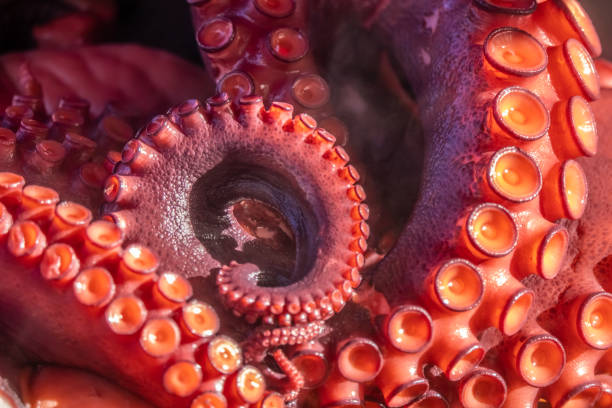 istock Streetside stalls oferring fresh boiled octopus, Lalin, Pontevedra, Gallicia, Spain 1131780100