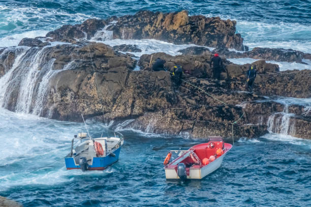 na costa do norte de spainâs da morte os homens do local arriscam suas vidas que procuram os penhascos irregulares para barnacles do gooseneck, um delicadeza raro para que os comensais desembolar centenas de euros. a corunha (corunna), galiza, espanha - barnacle - fotografias e filmes do acervo