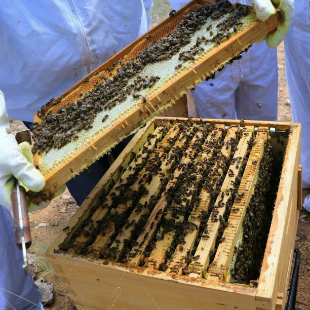 The Hive a hive of bees creating honey and jelly eficacia stock pictures, royalty-free photos & images