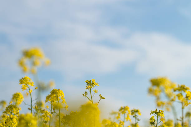 istock Canola flower on blue sky background on bright spring day. Beautiful sky 1131783051