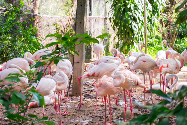 istock Flamingo standing together in the shade of tree 1131784172