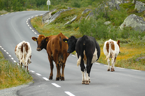 The cows are disrupting the slow traffic standing in the middle of the road