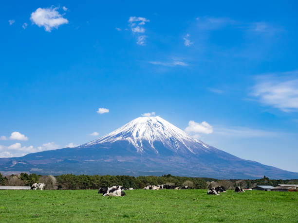 istock Mt. Fuji and cows on a sunny day. 1131784665