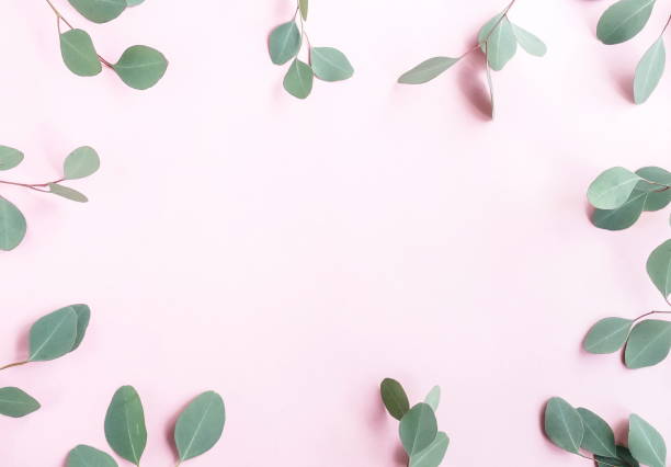 istock green eucalyptus leaves, branches, herbs,  plants on pale pastel pink background. top view. copy space. flat lay 1131785617