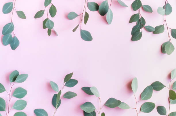 istock green eucalyptus leaves, branches, herbs,  plants on pale pastel pink background. top view. copy space. flat lay 1131785657