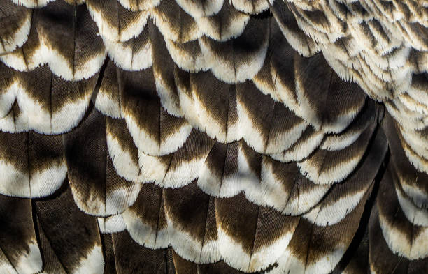 muster von ruppell es geierfedern in makronie, tierhintergrund, stark gefährdete vogelspekie - feather white macro bird stock-fotos und bilder